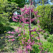 Cercis canadensis 'Lavender Twist': Bild 5/9