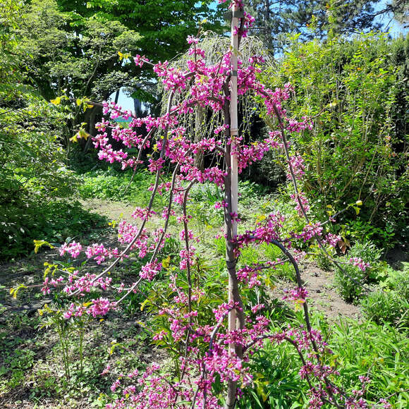 Cercis canadensis 'Lavender Twist': Bild 5/9 Cercis canadensis 'Lavender Twist': Bild 5/9