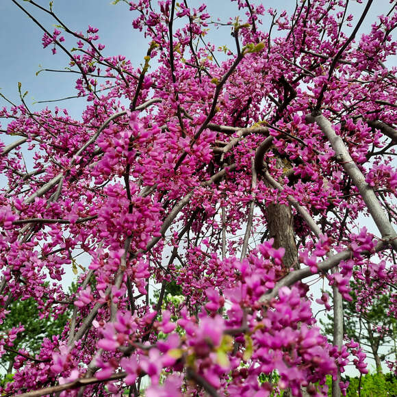 Cercis canadensis 'Lavender Twist': Bild 7/9 Cercis canadensis 'Lavender Twist': Bild 7/9