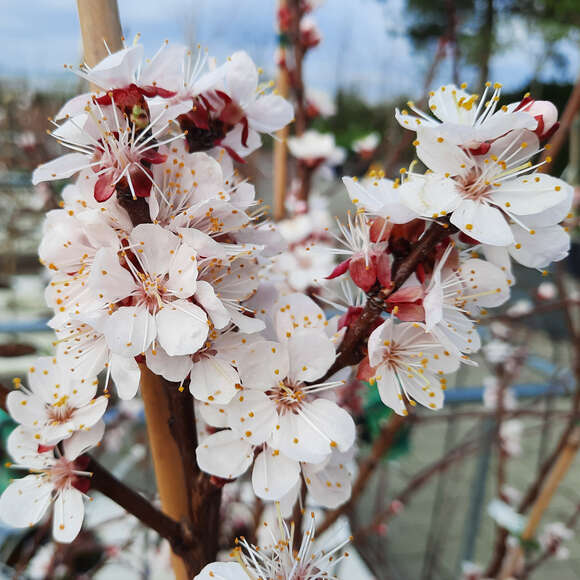 Prunus armeniaca 'Compacta': Bild 2/4