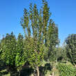 Prunus domestica 'Ruby': Bild 8/10