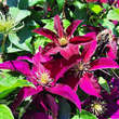Clematis 'Roter Kardinal': Bild 3/3