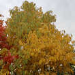 Diospyros kaki Fruchtsorte: Bild 4/5