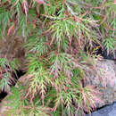 Roter Hängeschlitzahorn - Acer palmatum 'Orangeola'