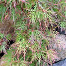 Acer palmatum 'Orangeola' - Roter Hängeschlitzahorn