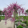 Cercis canadensis 'Lavender Twist': Bild 6/9
