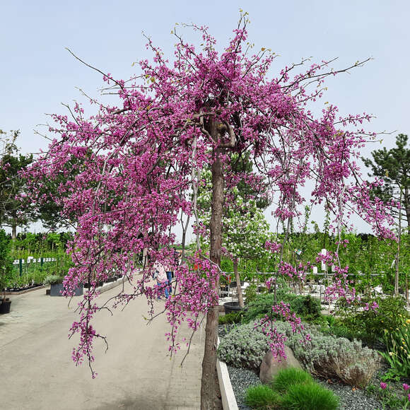 Cercis canadensis 'Lavender Twist': Bild 6/9 Cercis canadensis 'Lavender Twist': Bild 6/9