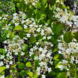 Viburnum plicatum 'Kilimandjaro': Bild 2/5