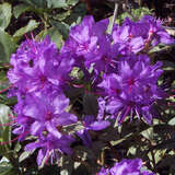 Rhododendron impeditum 'Moerheim' - Zwergrhododendron