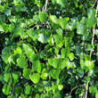 Cercis canadensis 'Lavender Twist': Bild 4/9