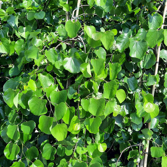Cercis canadensis 'Lavender Twist': Bild 4/9 Cercis canadensis 'Lavender Twist': Bild 4/9
