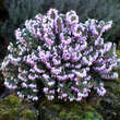 Erica carnea - hellrosa: Bild 1/1