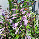Hosta 'First Blush' - Funkie, Herzlilie