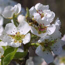 Pyrus communis - Wildbirne