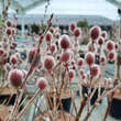 Salix gracilistyla 'Mount Aso': Bild 4/5