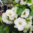 Chaenomeles 'Yukigoten': Bild 3/4