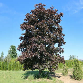 Acer platanoides 'Crimson King': Bild 3/5