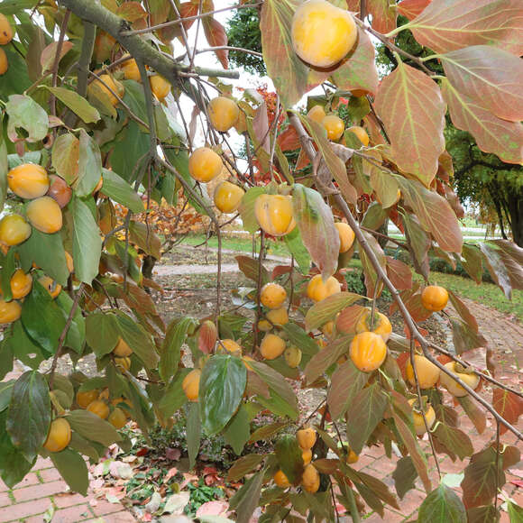 Diospyros kaki 'Neustadt Weinstraße': Bild 1/4