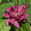 Calycanthus raulstonii 'Hartlage Wine' - Gewürzstrauch