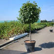 Carpinus betulus 'Murmel': Bild 1/4