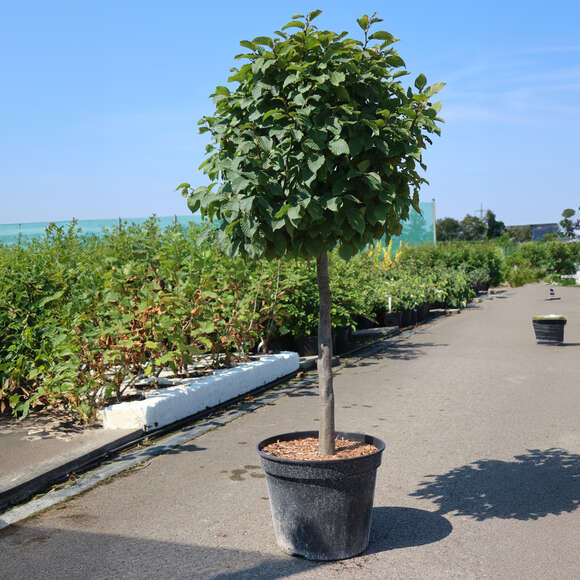 Carpinus betulus 'Murmel': Bild 1/4 Carpinus betulus 'Murmel': Bild 1/4