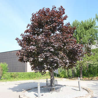 Acer platanoides 'Crimson King': Bild 4/5