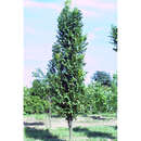 Koelreuteria paniculata 'Fastigiata' - Säulen-Blasenbaum