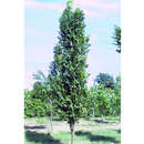 Koelreuteria panicul. 'Fastigiata' - Säulen-Blasenbaum