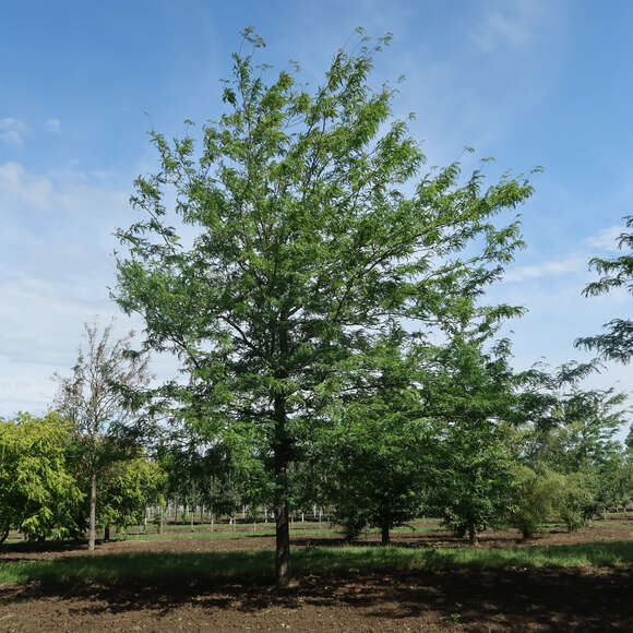 Gleditsia triacanthos 'Skyline': Bild 8/9
