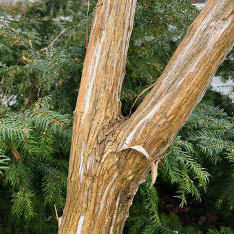 Heptacodium miconioides: Bild 7/12