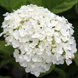 Hydrangea arborescens 'Strong Annabelle' - Schneeballhortensie