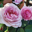 Rose 'Eustacia Vye': Bild 4/6