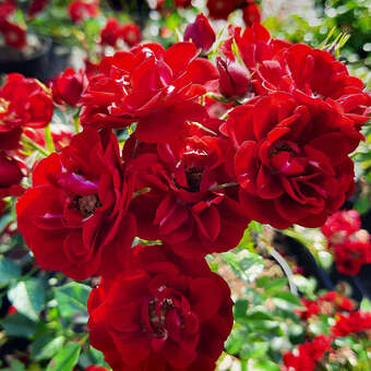 Bodendeckerrose, rot (Rose 'Rote The Fairy') rot kaufen