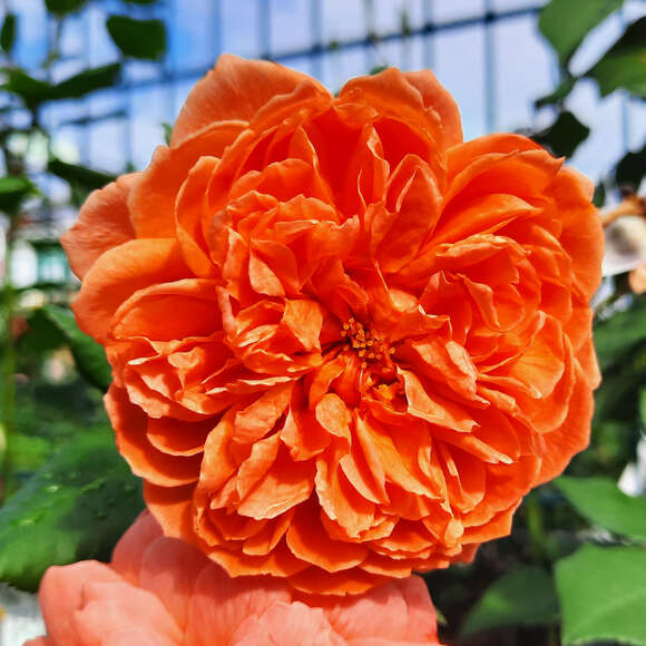 Rose 'Summer Song': Bild 1/7 Rose 'Summer Song': Bild 1/7