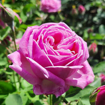Rose 'Hermosa': Bild 4/6