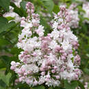 Syringa vulgaris 'Schöne von Moskau' - Edelflieder - gefülltblühend