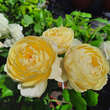 Rose 'Vanessa Bell': Bild 5/6