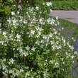 Philadelphus 'Erectus': Bild 1/2