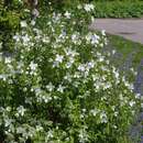 Philadelphus 'Erectus' - Pfeifenstrauch, Falscher Jasmin