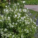 Philadelphus 'Erectus' - Pfeifenstrauch, Falscher Jasmin