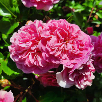 Rose 'Pink Swany': Bild 5/8