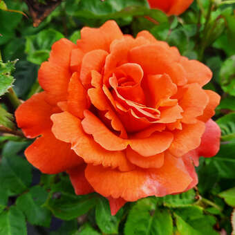 Rose 'Easy Does It': Bild 3/11