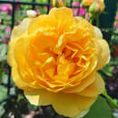 Rose 'The Poet's Wife' - Englische Strauchrose