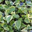 Hedera colchica 'Dentata Variegata': Bild 1/3