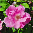 Rose 'Pink Knock Out': Bild 2/8