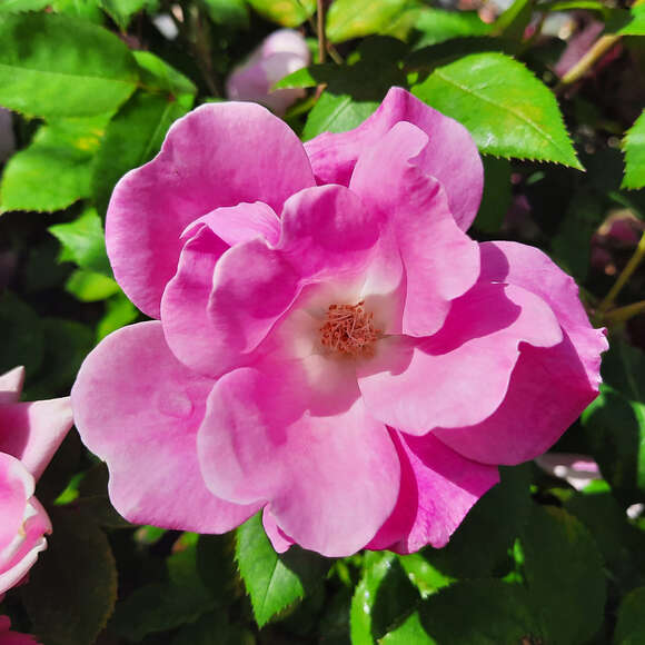 Rose 'Pink Knock Out': Bild 2/8 Rose 'Pink Knock Out': Bild 2/8