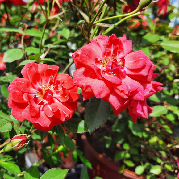 Rose 'Coralin': Bild 3/5 Rose 'Coralin': Bild 3/5