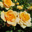 Rose 'House Beautiful': Bild 7/8