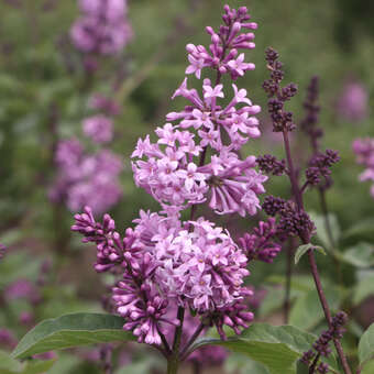 Syringa prestoniae 'Nocturne'