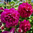 Rose 'Starlet Melina': Bild 3/3